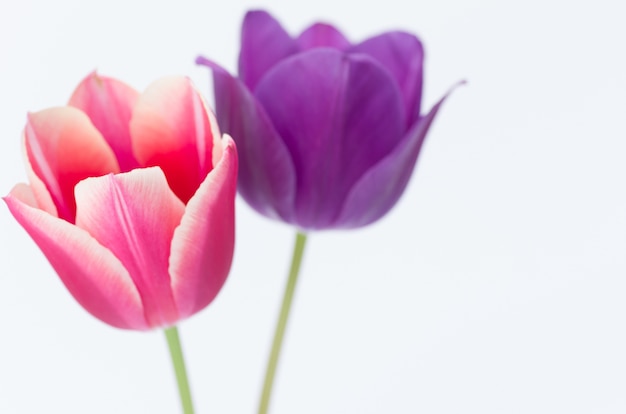 あなたのテキストのためのスペースと白い背景で隔離の2つのカラフルなチューリップの花のクローズアップ