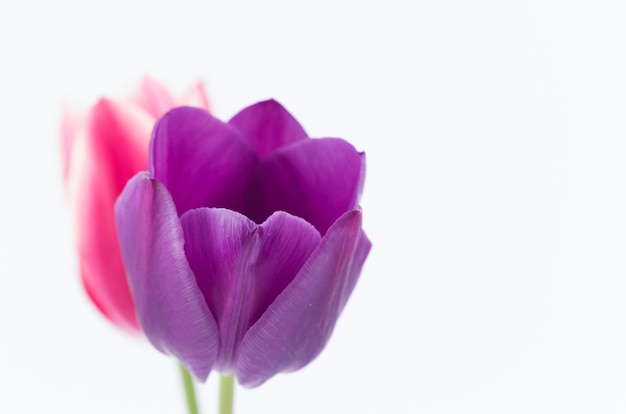 Closeup of two colorful tulip flowers isolated on white background with space for your text