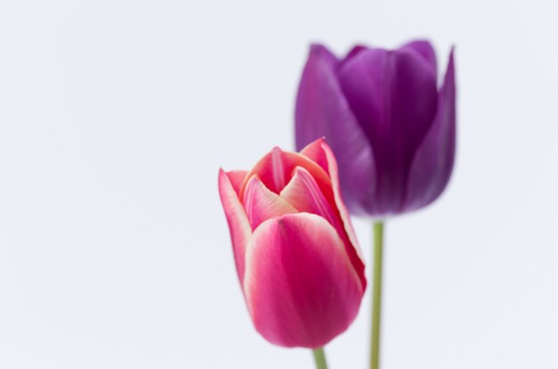 あなたのテキストのためのスペースと白い背景で隔離の2つのカラフルなチューリップの花のクローズアップ