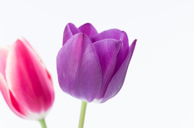 Closeup of two colorful tulip flowers isolated on white background