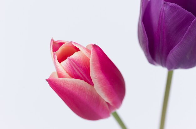 Closeup of two colorful tulip flowers isolated on white background