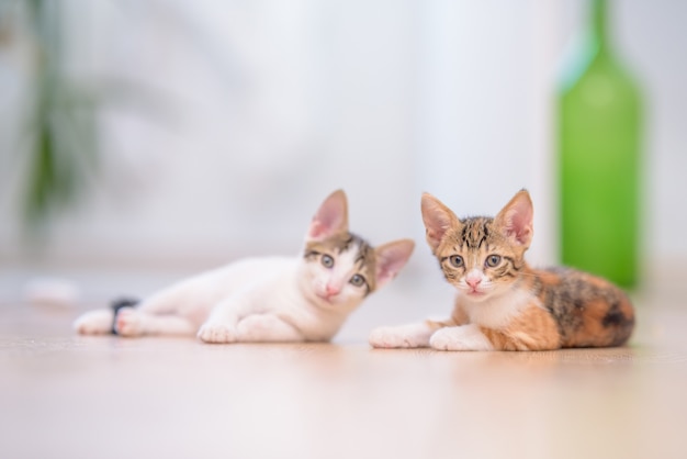 ぼやけた背景で床に横たわっている2匹のかわいい子猫のクローズアップ