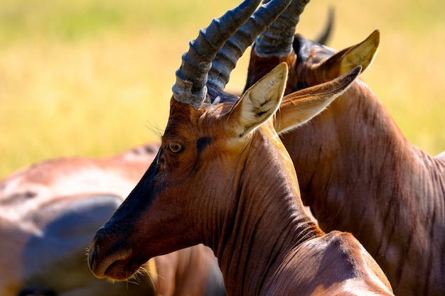 두 hartebeest 동물의 근접 촬영