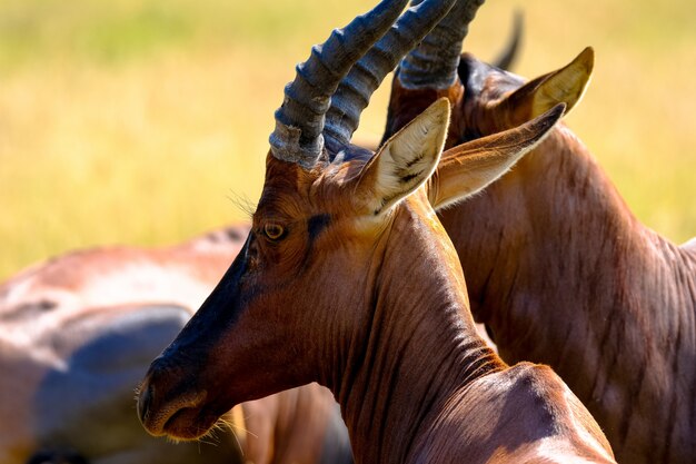 Closeup of a two hartebeest animal