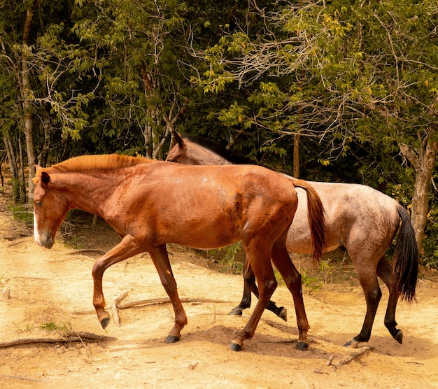 햇빛 아래 나무로 덮인 숲에서 두 마리의 말의 근접 촬영