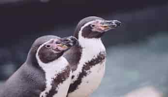 Foto gratuita primo piano di due pinguini accanto all'acqua ghiacciata blu