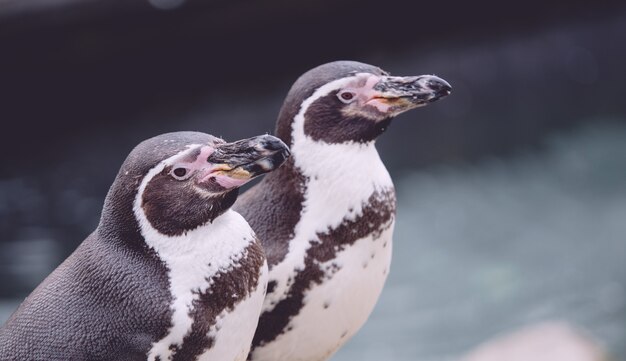 青い氷のような水の横にある2つのペンギンのクローズアップ