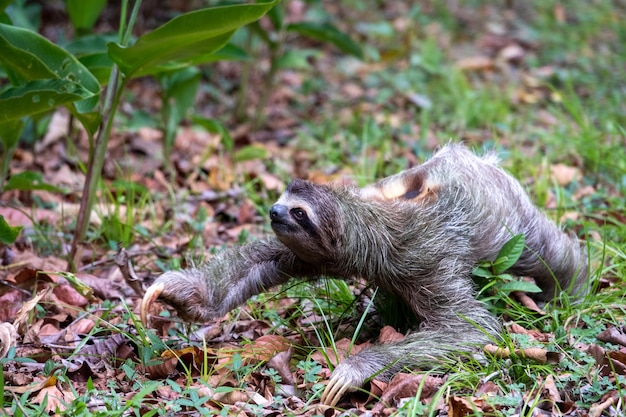 昼間の日光の下で葉や草で覆われた地面にフタユビナマケモノのクローズアップ