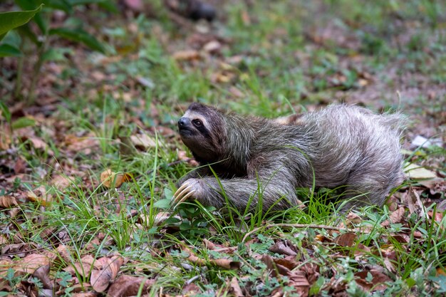 Closeup of a Two-toed sloth on the ground covered in leaves and grass under the sunlight at daytime