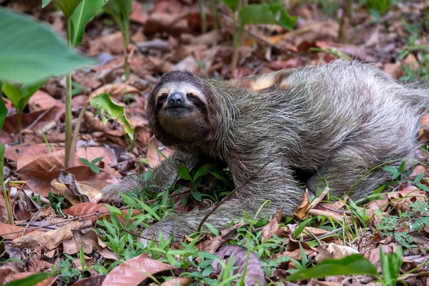 Closeup of a two-toed sloth on the ground covered in leaves and grass under the sunlight at daytime
