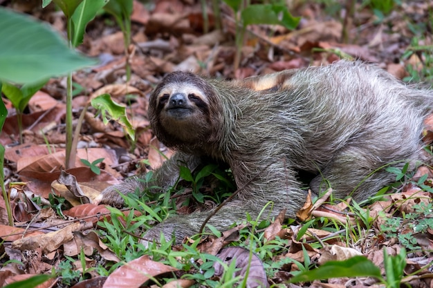 Free photo closeup of a two-toed sloth on the ground covered in leaves and grass under the sunlight at daytime