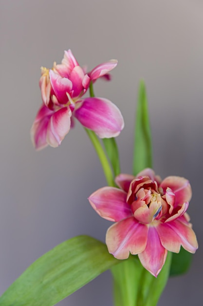 Closeup of two tulips on a blurred background