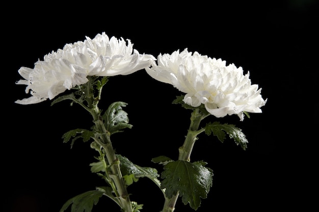 Primo piano di due fiori di crisantemo bianco isolati