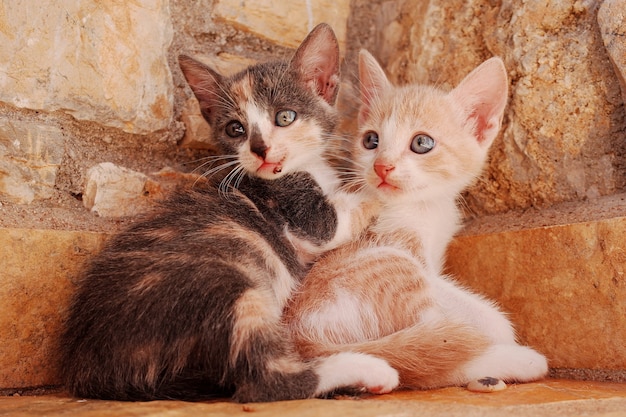 Closeup of two young cats cuddling together at a corner of a stone wall