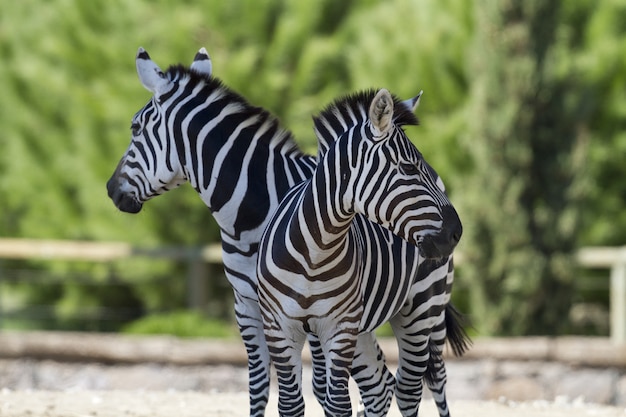 Closeup of two zebras standing near each other