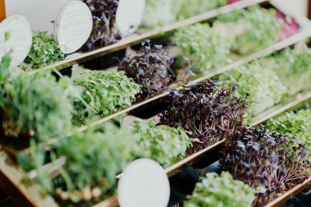 Primo piano del giardino urbano con diverso tipo di lattuga