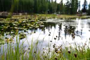 Free photo closeup of the vegetation around a high country lake in california, usa