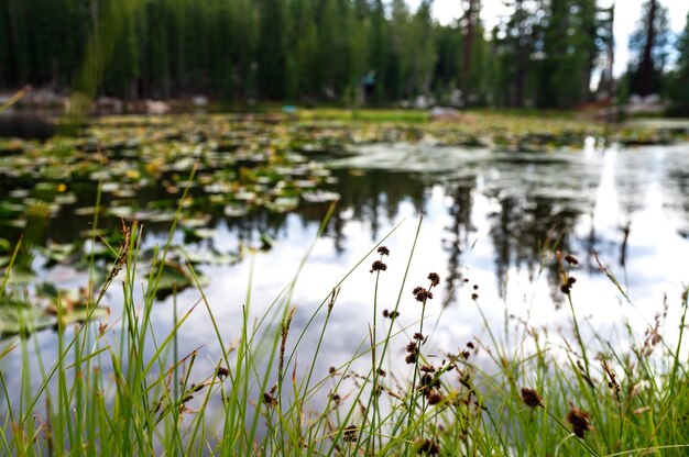 Closeup of the vegetation around a high country lake in California, USA