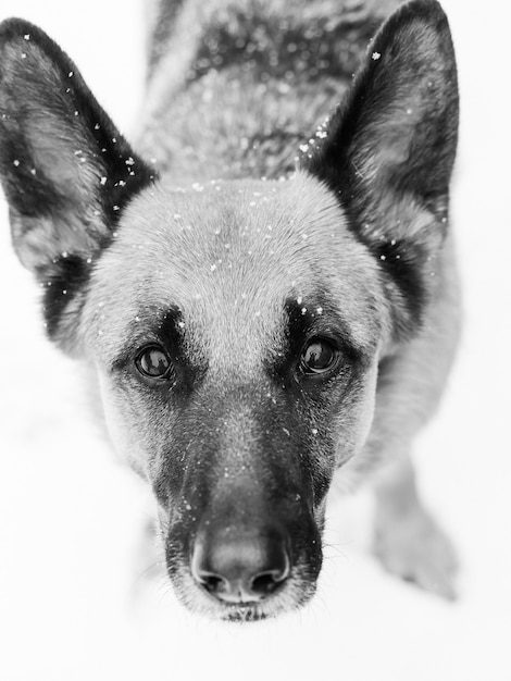 Closeup vertical greyscale shot of a friendly German Shepherd dog standing under snow