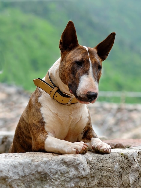 Closeup vertical portrait of a brindle and white bull terrier dog in collar with paws up over a wall