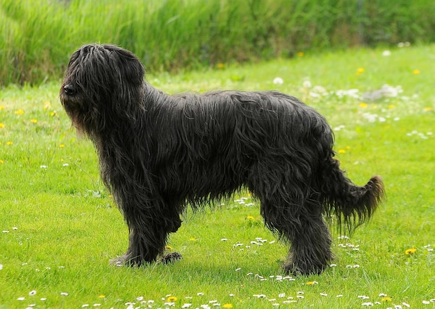 公園の屋外で毛むくじゃらのブリアード黒犬のクローズアップ垂直肖像画