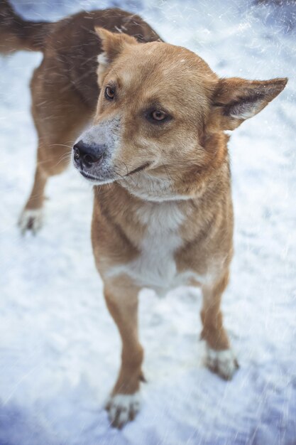 눈 덮인 날씨 아래 갈색 강아지의 근접 촬영 세로 샷 옆으로 찾고