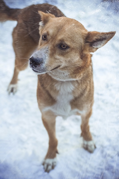 Closeup vertical shot of a brown dog underneath snowy weather looking sideways