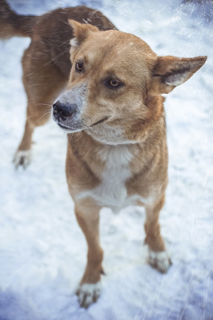 横向きの雪の天気の下で茶色の犬のクローズアップ垂直ショット