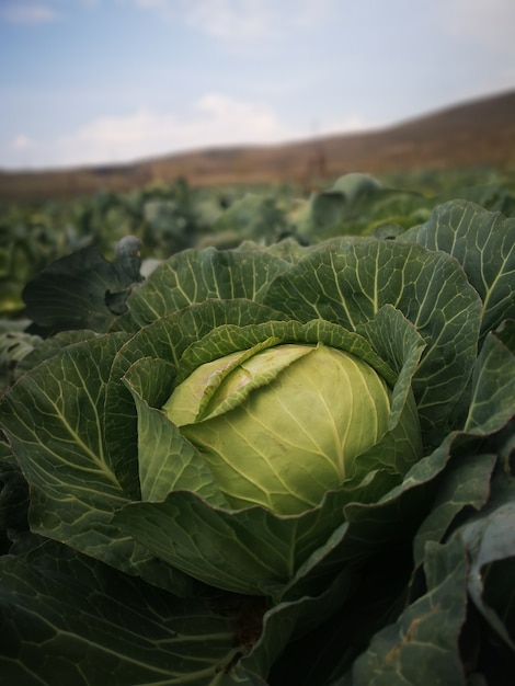 Closeup vertical shot of a cabbage plant in the field