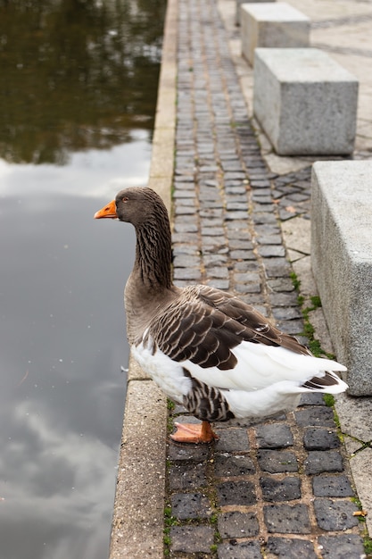 Closeup vertical shot of a cute goose on a cobblestone walkway by a pondside