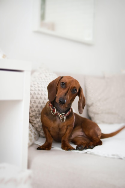 Closeup vertical shot of a long-eared dachshund isolated on a white sofa