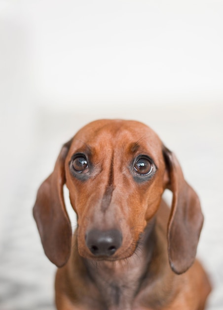 Closeup vertical shot of a long-eared dachshund isolated on white