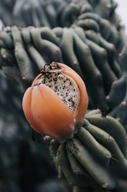 Closeup vertical shot of an overgrown cactus fruit in a jungle