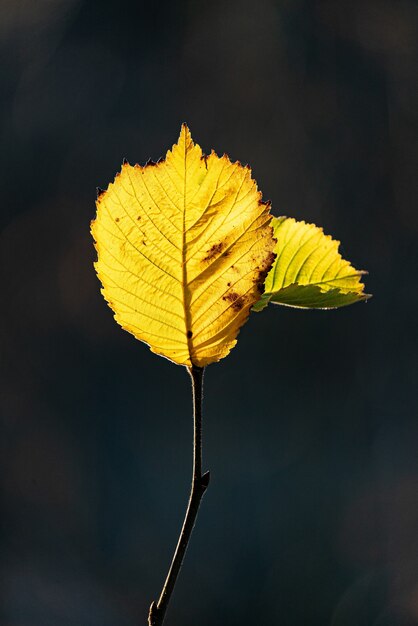 Closeup vertical shot of a tree twig with bright autumn leaves