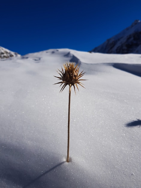 Closeup vertical shot of a yellow flower with sharp thorns on a snowy landscape