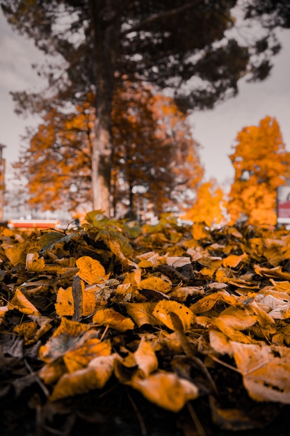 Closeup vertical shot of yellow leaves fallen on the ground with blurred trees in the background