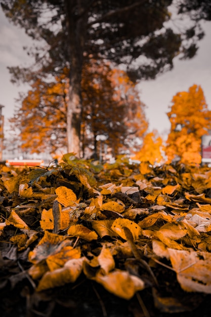 Крупным планом вертикальная съемка желтых листьев, упавших на землю с размытыми деревьями на заднем плане