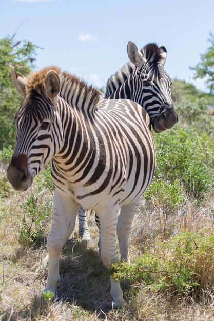 Closeup vertical shot of zebras in a field