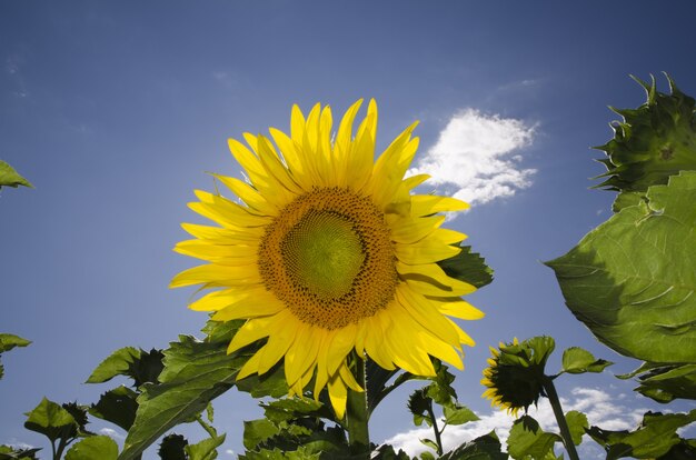 Closeup of a vibrant sunflower blooming at a field on a blue sky