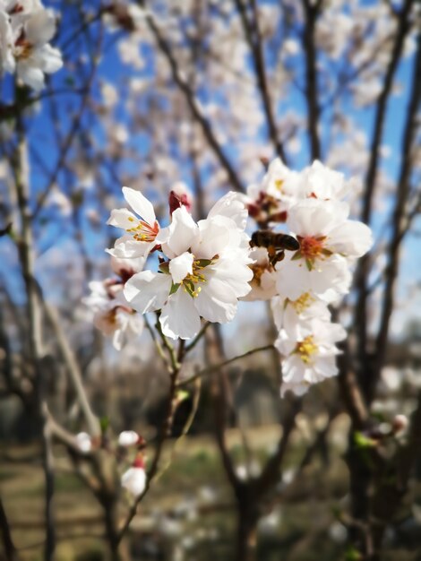 Closeup view of beautiful almond blossom flowers