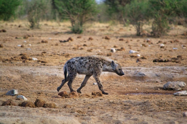 Free photo closeup view of a black and brown hyena walking on the sand  at the forest on a sunny day