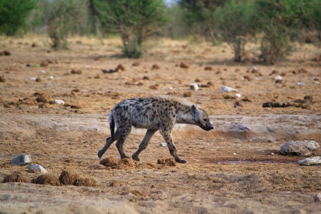 Closeup view of a black and brown hyena walking on the sand  at the forest on a sunny day
