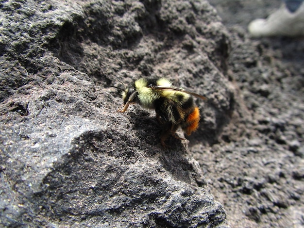 火山溶岩の上を歩くマルハナバチのクローズアップビュー