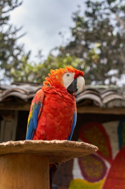 Closeup view of a colorful scarlet macaw on blurred background