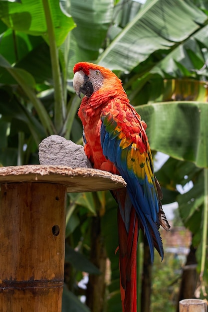 Closeup view of a colorful scarlet macaw on blurred background