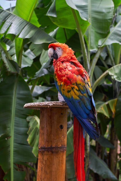 Closeup view of a colorful scarlet macaw on blurred jungle