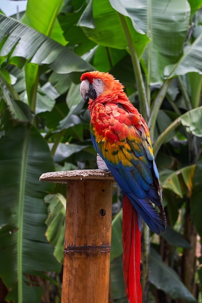 Крупным планом вид красочного алого ара на размытых джунглях