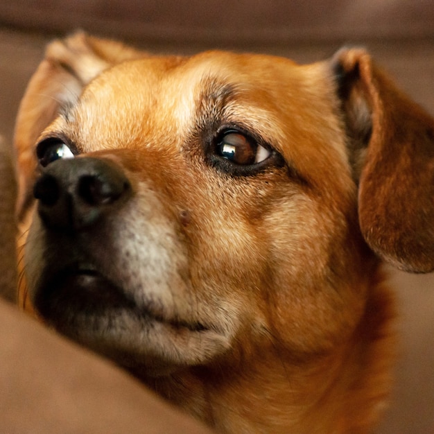 Closeup view of a cute brown dog with a sad face