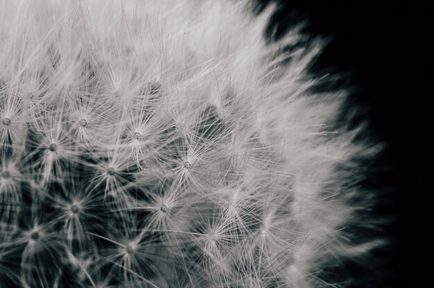 Closeup view of a dandelion isolated 