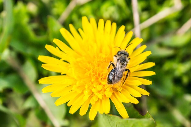 Free photo closeup view of a fly on a beautiful yellow dandelion flower on a blurred background